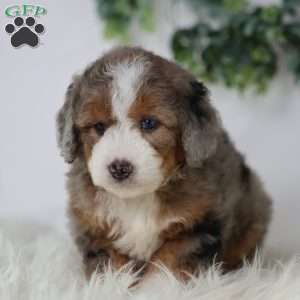Donald, Mini Bernedoodle Puppy